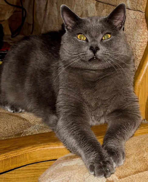 Gato Lindo Cinzento Gato Lindo Cinzento Gato Com Olhos Grandes — Fotografia de Stock