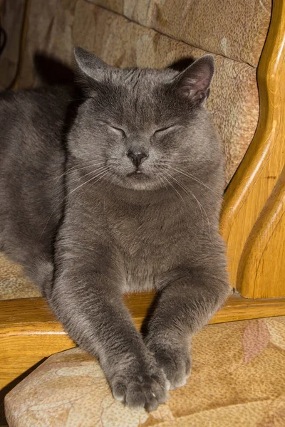 Γκρι Όμορφη Γάτα Γκρι Όμορφη Γάτα Μια Γάτα Μεγάλα Μάτια — Φωτογραφία Αρχείου