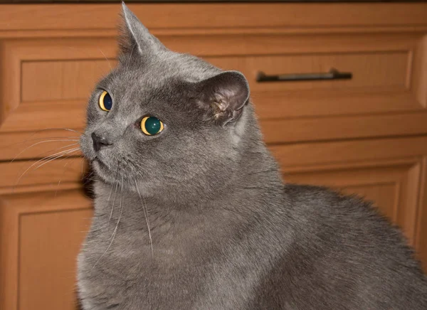 Gato Hermoso Gris Gato Hermoso Gris Gato Con Ojos Grandes — Foto de Stock