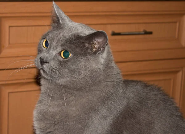 Gray beautiful cat. Gray beautiful cat. A cat with big eyes.