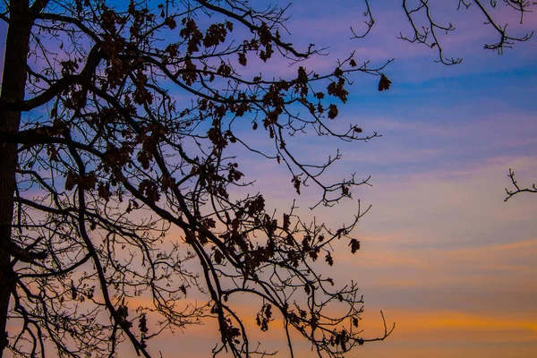 Ağaç Dalları Gökyüzüne Karşı — Stok fotoğraf