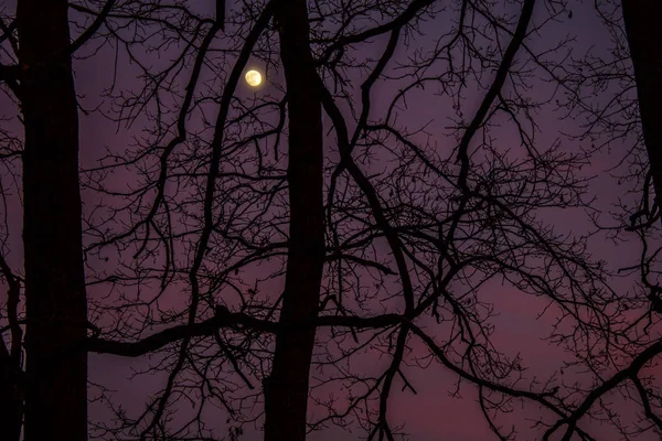 Äste Gegen Himmel Und Mond — Stockfoto