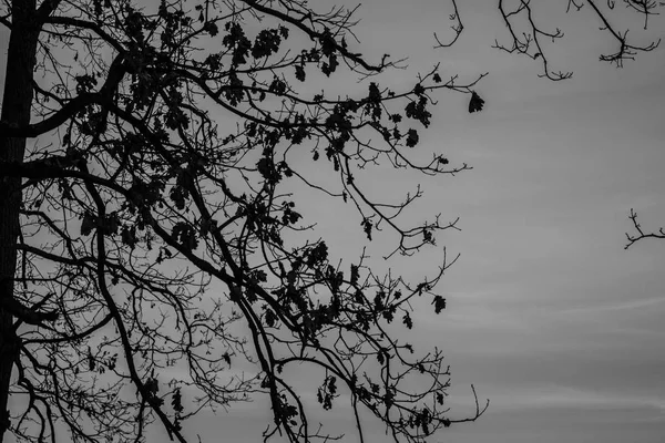 Träd Grenar Mot Himlen — Stockfoto