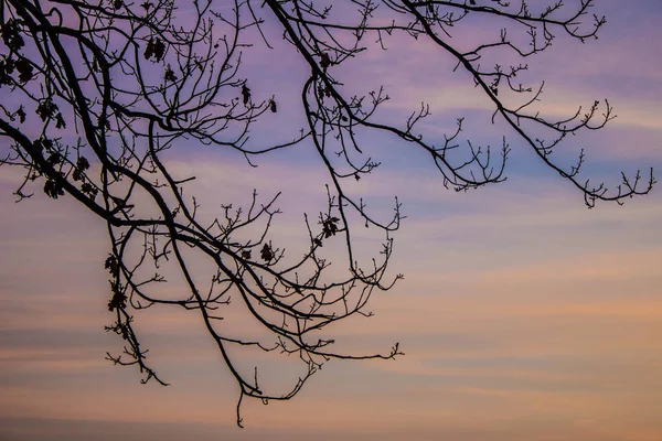 Tree Branches Sky — Stock Photo, Image