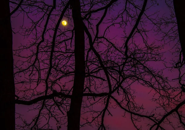 Κλαδιά Δέντρων Ενάντια Στον Ουρανό Και Φεγγάρι — Φωτογραφία Αρχείου