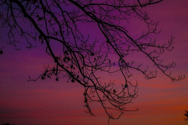 Tree Branches Sky — Stock Photo, Image