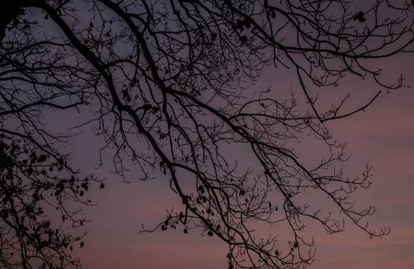 Ağaç Dalları Gökyüzüne Karşı — Stok fotoğraf