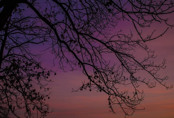 나뭇가지가 하늘을 — 스톡 사진