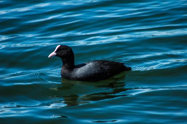 Kuş dalışı nehirde yüzer. Parlak nazischennoe fotoğraf. Mavi su bir fotoğraf güzel kuş.