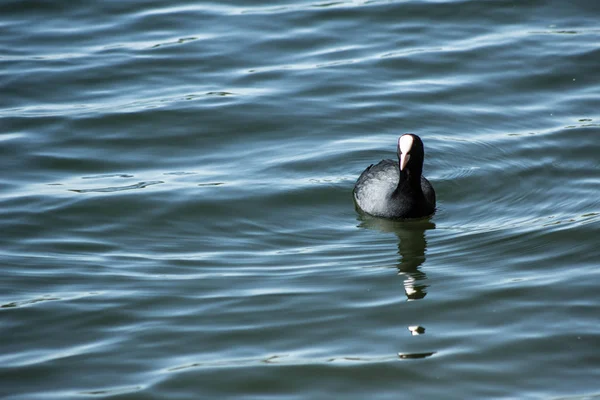 Vogeltauchen Schwimmt Fluss Helles Nazischennoe Foto Schöner Vogel Auf Einem — Stockfoto