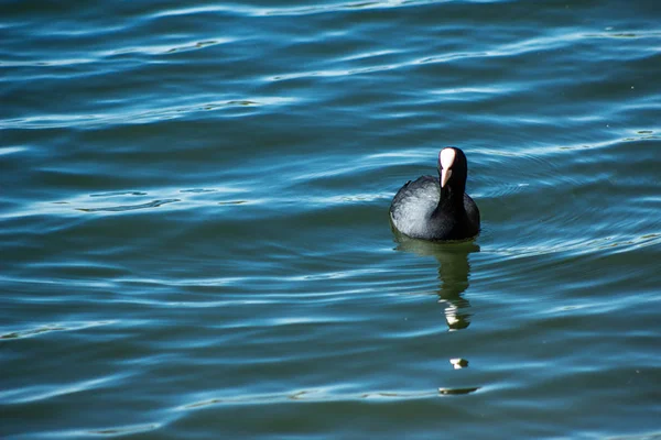 Vogeltauchen Schwimmt Fluss Helles Nazischennoe Foto Schöner Vogel Auf Einem — Stockfoto