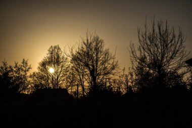 Gün batımında gökyüzüne karşı ağaçların dalları. Arka plan.