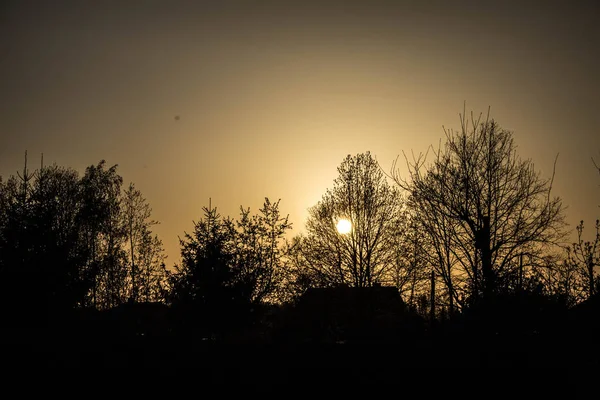 Κλαδιά Δέντρων Στον Ουρανό Ηλιοβασίλεμα Φόντο — Φωτογραφία Αρχείου