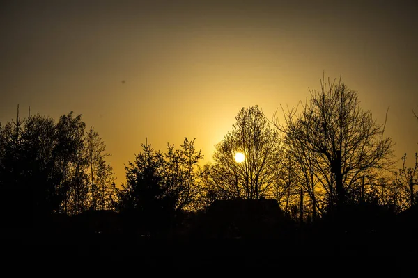 Κλαδιά Δέντρων Στον Ουρανό Ηλιοβασίλεμα Φόντο — Φωτογραφία Αρχείου