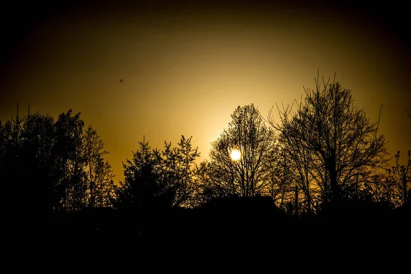 日没時の空に対する木の枝 — ストック写真