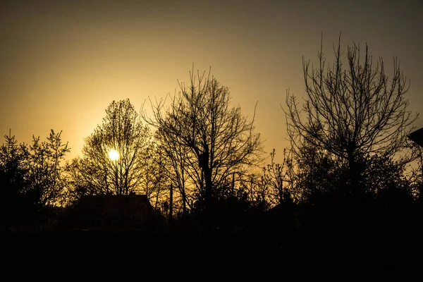 Ramos Árvores Contra Céu Pôr Sol Contexto — Fotografia de Stock