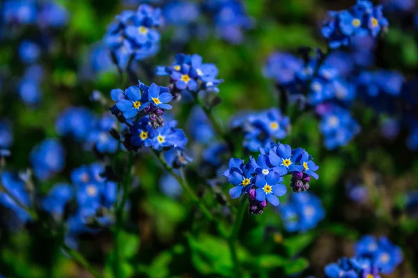 Gorgeous Blue Flowers Wildflowers Closeup Background — Stock Photo, Image