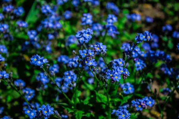 Wunderschöne Blaue Blumen Wildblumen Nahaufnahme Hintergrund — Stockfoto