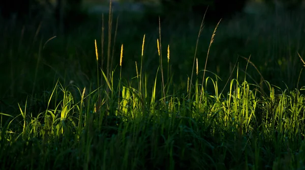Солнечные Лучи Освещают Траву — стоковое фото