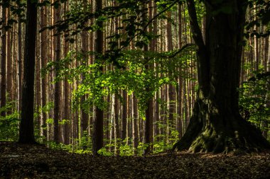 Güzel orman manzarası. Ağaçta büyük bir mantar yetişiyor..