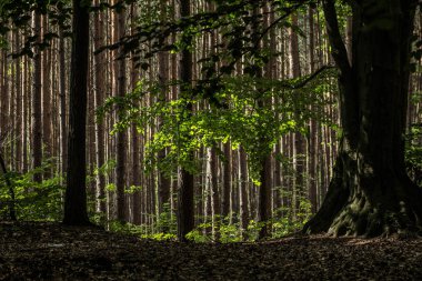 Güzel orman manzarası. Ağaçta büyük bir mantar yetişiyor..