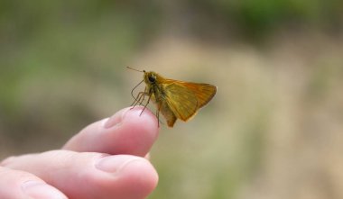 Dişi bir elde kelebek.