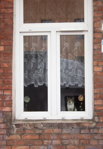 Γάτα Στο Παράθυρο Του Σπιτιού — Φωτογραφία Αρχείου