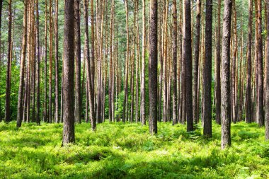 Ormanda yabanmersini. Güzel bir yaz ormanı. Böğürtlen topluyorum. Güzel manzara. Arkaplan.