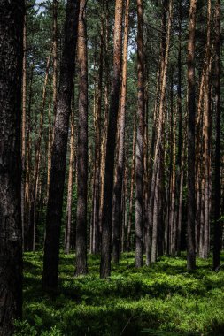 Ormanda yabanmersini. Güzel bir yaz ormanı. Böğürtlen topluyorum. Güzel manzara. Arkaplan.