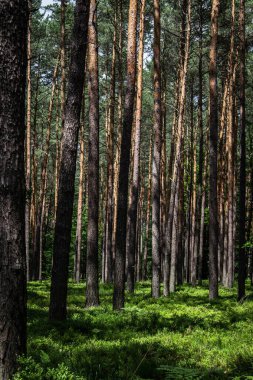 Ormanda yabanmersini. Güzel bir yaz ormanı. Böğürtlen topluyorum. Güzel manzara. Arkaplan.