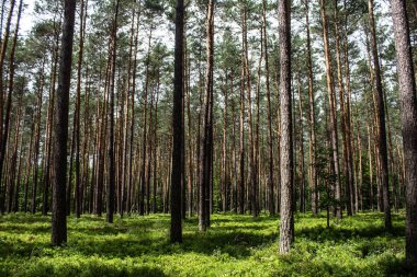 Ormanda yabanmersini. Güzel bir yaz ormanı. Böğürtlen topluyorum. Güzel manzara. Arkaplan.