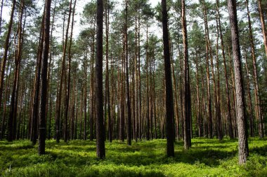 Ormanda yabanmersini. Güzel bir yaz ormanı. Böğürtlen topluyorum. Güzel manzara. Arkaplan.