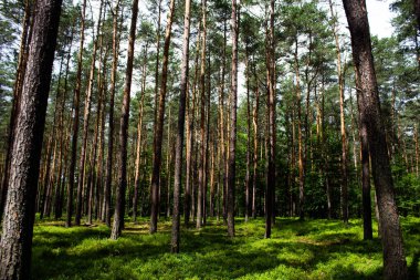 Ormanda yabanmersini. Güzel bir yaz ormanı. Böğürtlen topluyorum. Güzel manzara. Arkaplan.