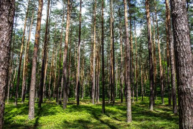 Ormanda yabanmersini. Güzel bir yaz ormanı. Böğürtlen topluyorum. Güzel manzara. Arkaplan.