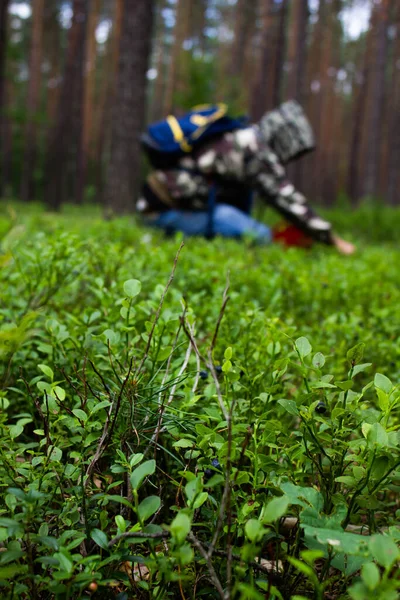 A man picks berries in the forest. Beautiful landscape.