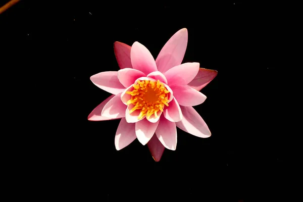 Розовая Лилия Реке Прекрасная Лили Фон — стоковое фото