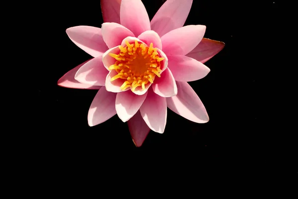 Pink Lily River Beautiful Lily Background — Stock Photo, Image