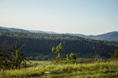 Dağlardaki manzara ormanı. Dağlardaki açıklık. Yaz. Geçmişi. Doku.