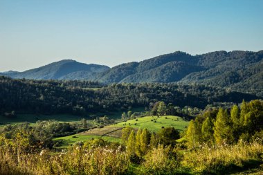 Dağlardaki manzara ormanı. Dağlardaki açıklık. Yaz. Geçmişi. Doku.