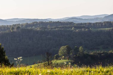 Dağlardaki manzara ormanı. Dağlardaki açıklık. Yaz. Geçmişi. Doku.
