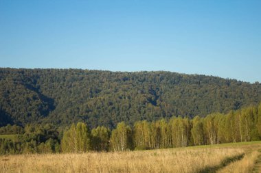 Dağlardaki manzara ormanı. Dağlardaki açıklık. Yaz. Geçmişi. Doku.