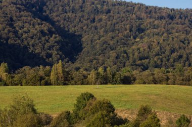 Dağlardaki manzara ormanı. Dağlardaki açıklık. Yaz. Geçmişi. Doku.
