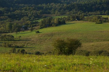 Dağlardaki manzara ormanı. Dağlardaki açıklık. Yaz. Geçmişi. Doku.