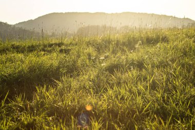 Güneşteki manzara çimleri. Arkaplan dokusu.