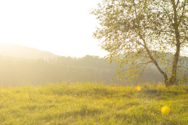 Güneşteki manzara çimleri. Arkaplan dokusu.