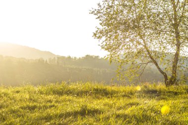 Güneşteki manzara çimleri. Arkaplan dokusu.