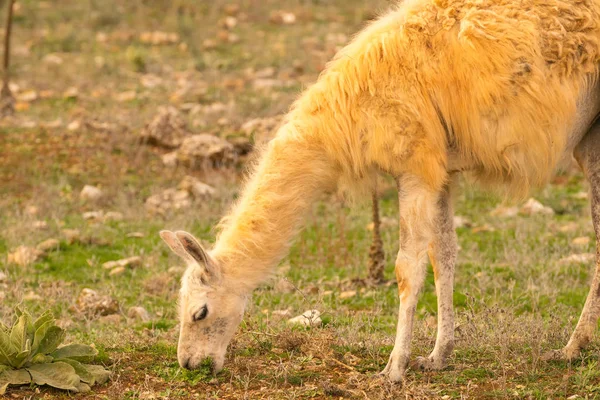 Lama Eating Grass Out Nature — Stock Photo, Image