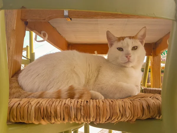 Grande Gato Branco Retrato Sentado Uma Cadeira — Fotografia de Stock