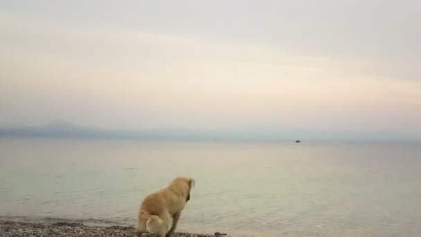 Щасливий Щеня Собака Грає Пляжі Шкарпеткою Проти Заходу Сонця — стокове відео