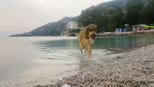 Chien Sortant Mer Après Avoir Pris Bain — Video